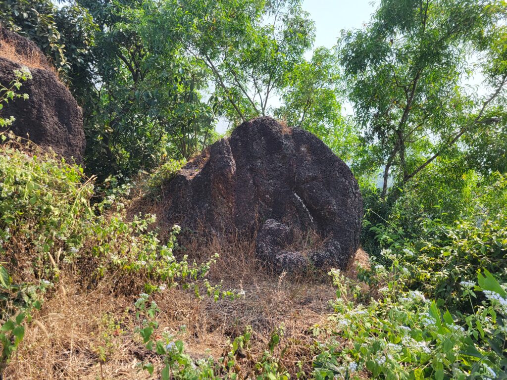 हत्तीची सोंड 