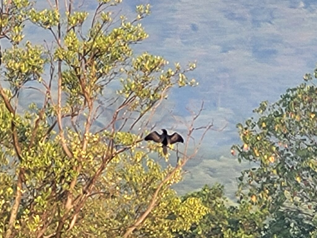 Bird watching, mandavi nature stay