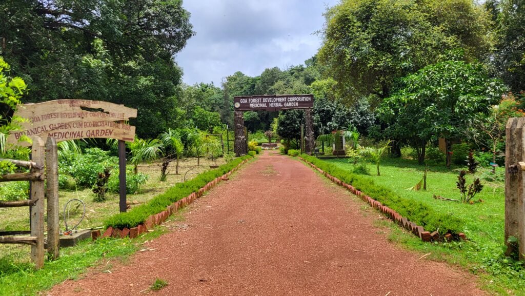 medicinal herbal garden salaulim